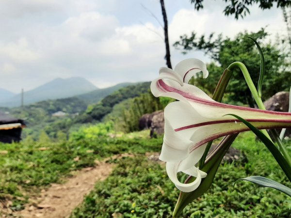 走遍陽明山：擎天崗系｜竹林小徑，遇見清幽潺潺溪流2096492