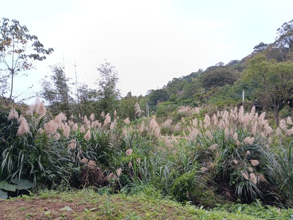 微笑山線大棟山系百年大榕樹段+大湖坑步道2981043