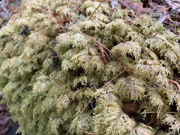 20240210高雄斯拉巴庫山2431609