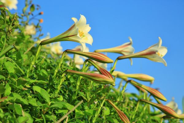 初夏北海岸的山花亂舞-麟山鼻的台灣百合125488