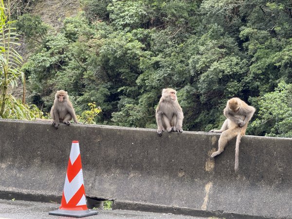 登仙橋賞猴2704784