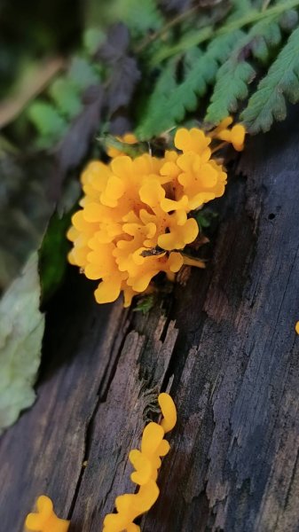 2025/7/12、7/13 西巒大山2839171