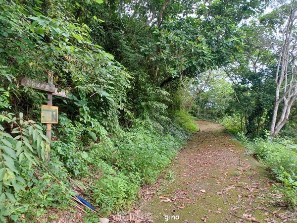 【台中霧峰】低海拔生態林相悠美。 奧山步道、桐林花廊步道、樟樹林步道、北坑溪步道O繞2570476