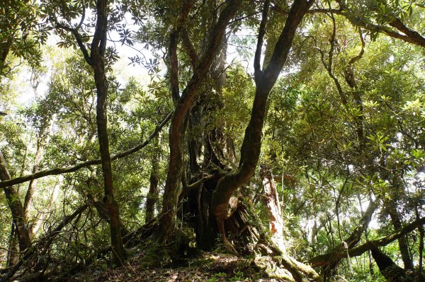 桃園 復興 把家灣山、低陸山2865386