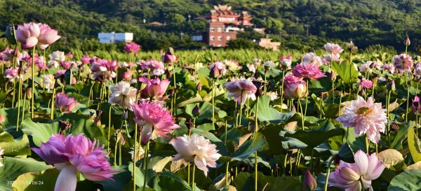 天龍國阿伯的日常-雲山水花鳥蝶 #日出 #牡丹蓮 #香水蓮 #手機拍攝 賞蝶趣 7/42826994