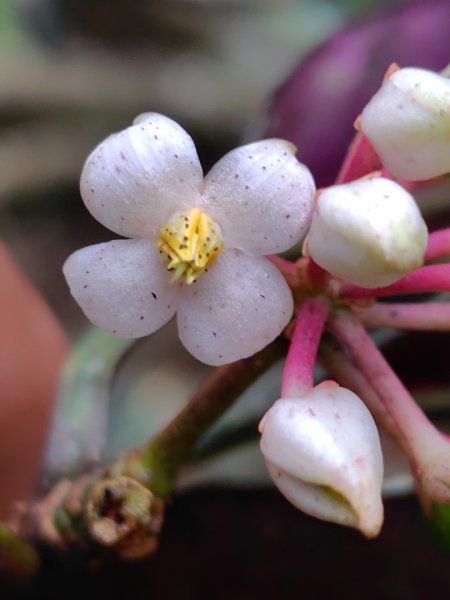 石盤坑 墘溪 橫屏山西峰 橫屏山2890700