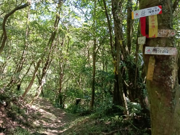 坪林區南闊瀨行(枋山坑古道+枋山坑崙+闊瀨越嶺保甲路O型)2916741