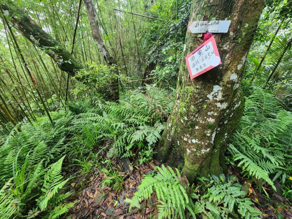 20250427大山背山田寮山毬子山騎龍山2933652