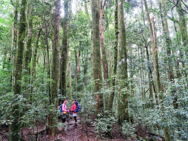 大雪山 鳶嘴西稜 大棟山連走長壽山 鳶嘴山1116556