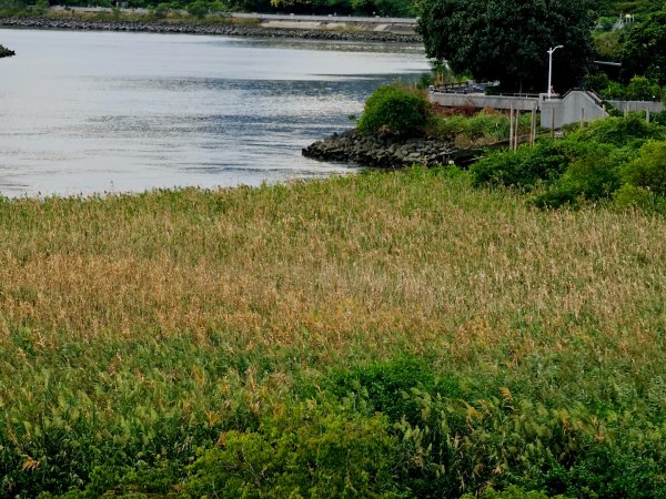 2025臺北大縱走第八段：捷運動物園站至捷運關渡站[河濱自行車道]2924048