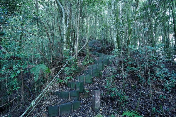 苗栗 泰安 東洗水山、北坑山、大板根2613354