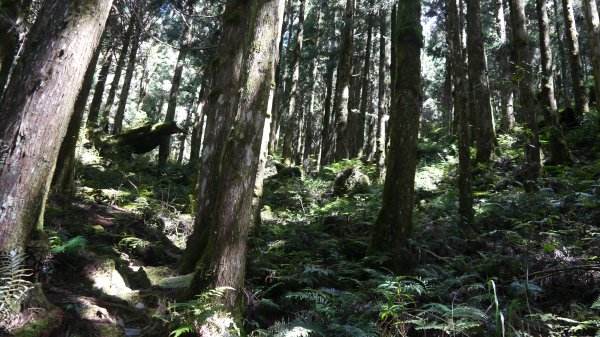 三星山登山健行趣(小百岳85號)1800693