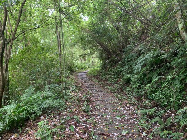 大崎棟古道、騎龍古道2772315