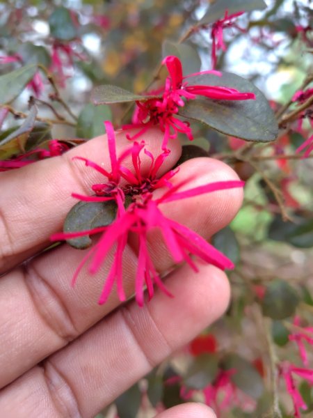 苗栗關刀山2975038