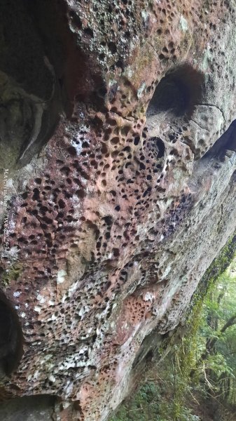 《新竹》斷崖神木｜北得拉曼步道小P繞202510172917558