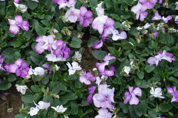 古亭河濱公園紫色花海1286089