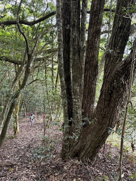 阿冷山 7刷3094292