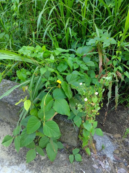 唐子恩山 廢棄油礦2919008