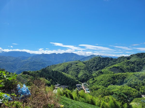 【雲嘉抺茶山】1735888