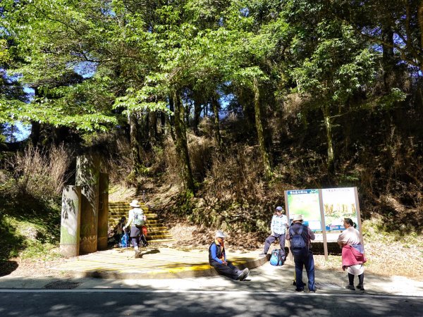 觀霧國家森林 榛山步道 觀霧瀑布 檜山巨木 雲霧步道1893353