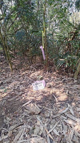 西阿里關山3033623