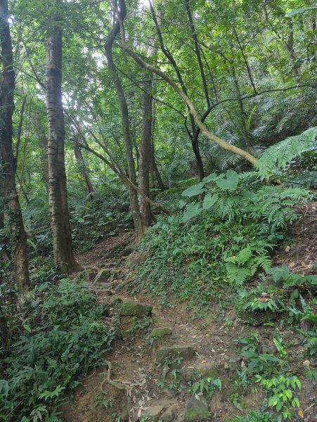 2024.07.06－鳶山健行(螢火蟲小吃登山口)2544855