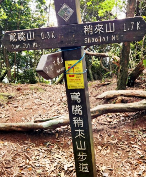 【中級山縱走】最美中級山，鳶嘴西稜縱走（鳶嘴山，醜崠山，長壽山）2741374
