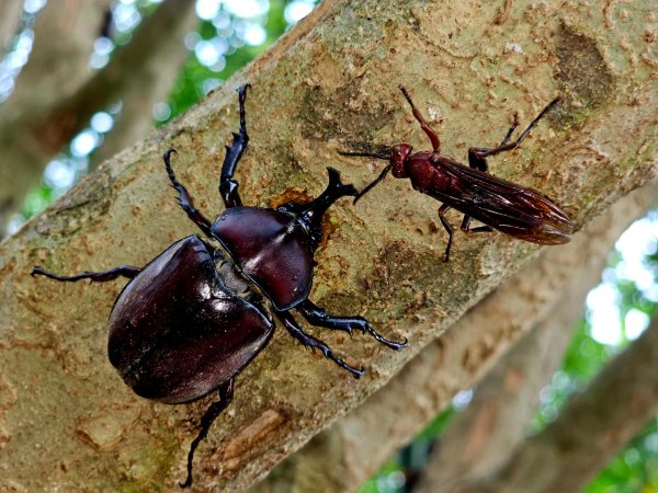 大坑9、10號步道-(台中)臺灣百大必訪步道2805947