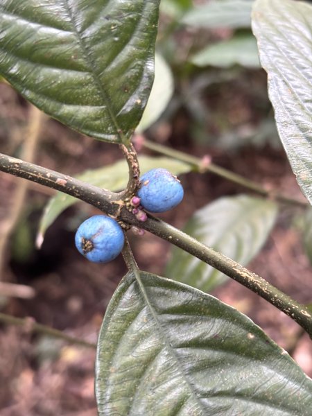 二格山、南邦寮山2941704