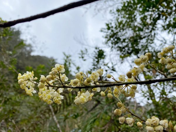 探訪巒安堂、西巒大山、治茆山三日行   1292689