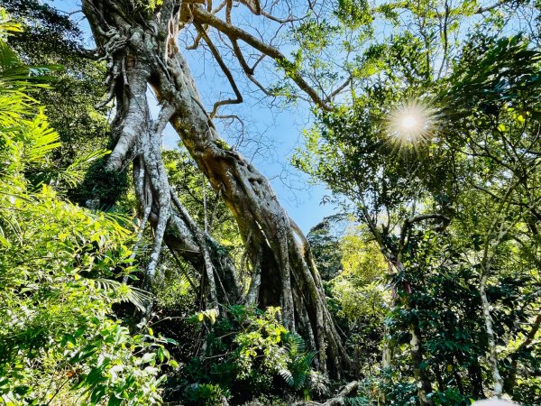 1150123里龍山2986682