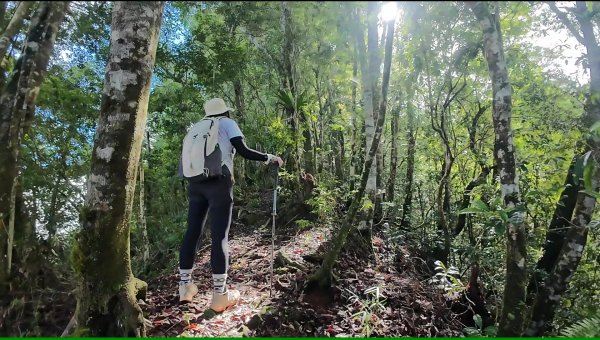 阿里山頂湖三連峰:天福山、芙蓉山、凸龜山2810092
