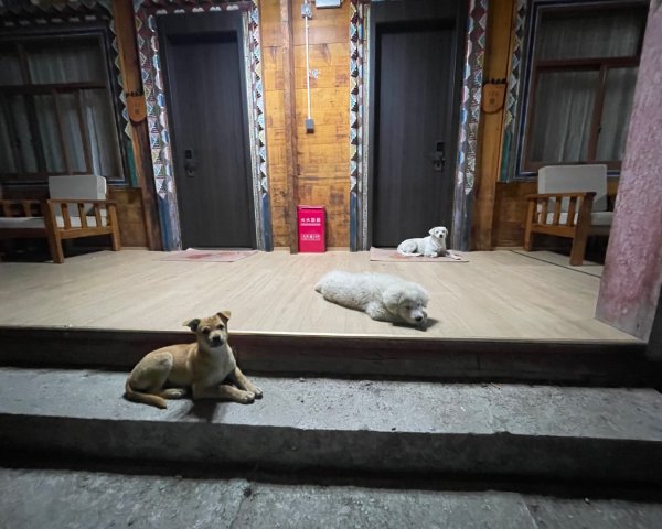 西藏♥️可愛動物🐎人物寫真/拉薩旅拍/美食2902976