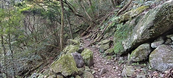 2026/03/18 加里山+大坪山 O型3020002