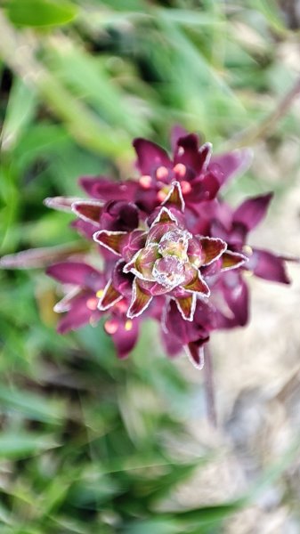 合歡山群峰（南峰、石門山、尖山、東峰）2626819