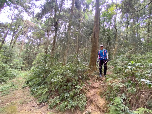 坪林林道、線浸林道登線浸山、樟湖山、馬路麻山  2021/4/161350717