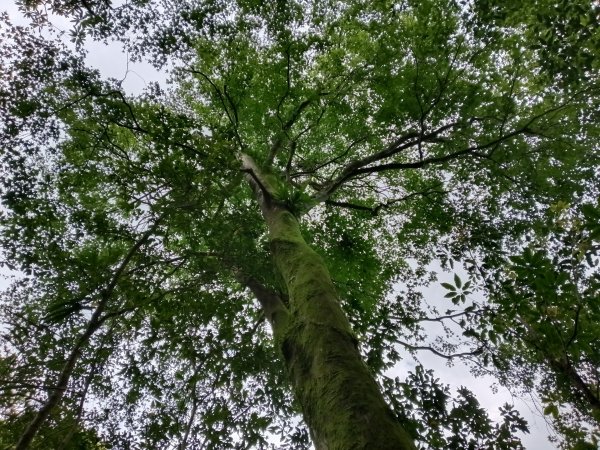 基隆市荖寮坑古道+十分古道(暖東舊道)+頂子寮山(嶺頭土地公)P字走2821497