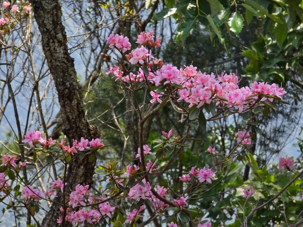 谷關松鶴橋對面的德芙蘭生態步道順登東卯山西南峰2748321