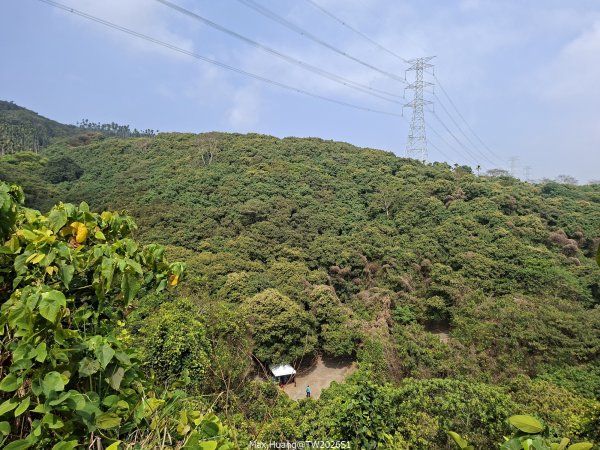 《南投》幸運之花｜草尾嶺步道賞血藤花202603293025014