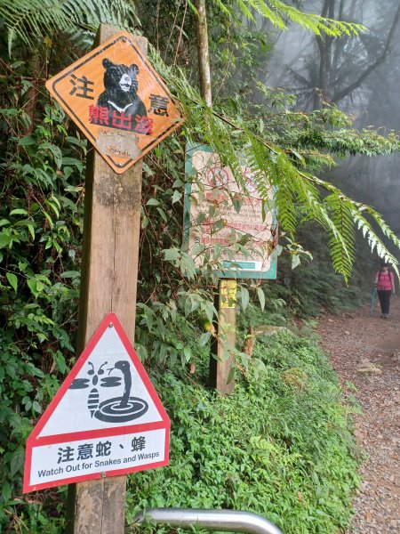 【台中和平】筆直的杉林.林相優美。 橫嶺山x沙連山P型2869061
