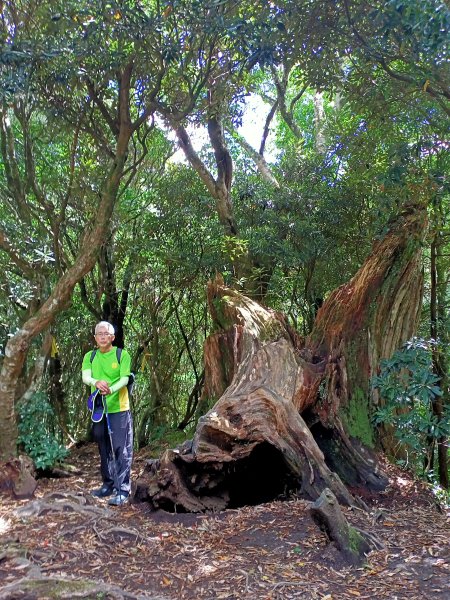 塔曼山：新北市第一高峰之樹的國度1860883