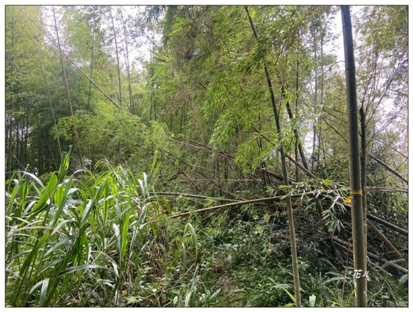 樟空倫山、大崙頭山、貓冬望山、民眾坪山 連走2839051