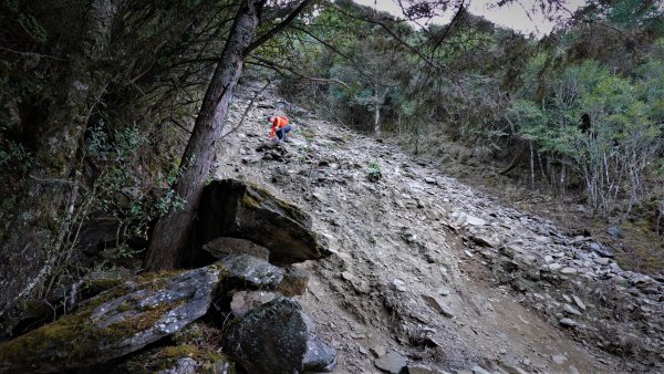 山行漫遊郡大林道上的清水金子郡大三美山1341630