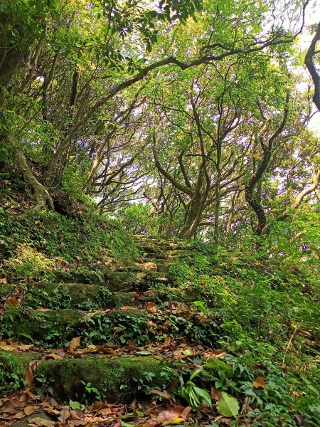 菜公坑山步道【走遍陽明山】2114045