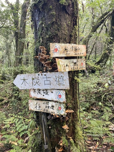 卡保逐鹿山毛欅2935508