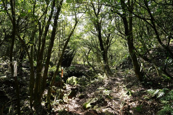 臺北 士林 香對山、頂山、杏林山、北五指山、高頂山、北頂山、馬蕃山、頂山溪山、五指山2703272