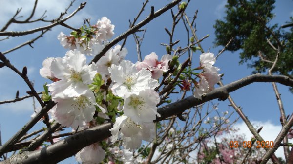 追花是簡單的快樂，賞花是恬淡的幸福。871167