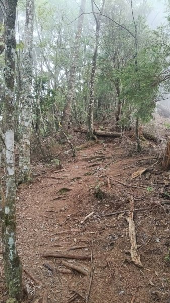 20251010 大雪山國家森林遊樂區 - 船型山林道 登 烏石坑山2911161