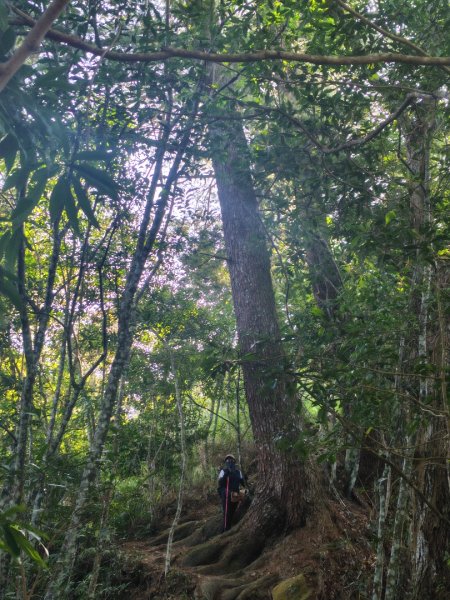 唐麻丹山 蝴蝶谷2918950