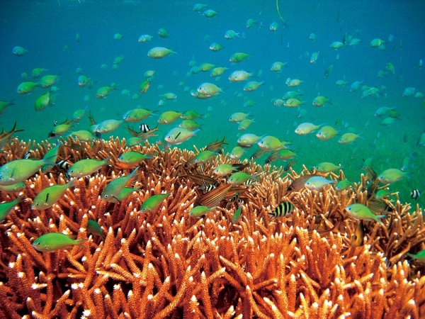 【新聞】一窺東沙環礁國家公園的美好